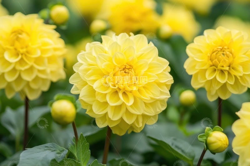 高清大图下载【趣麦麦图】盛开的大朵菊花花簇