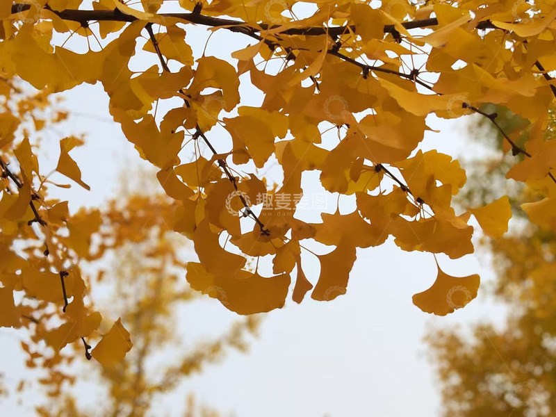 高清大图下载【趣麦麦图】秋天的枫叶治愈画面