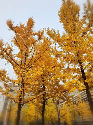 秋天枫树枫叶图一片黄色治愈