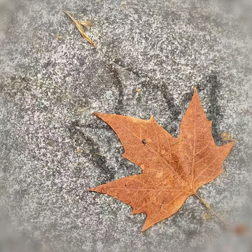 秋天的第一片枫叶