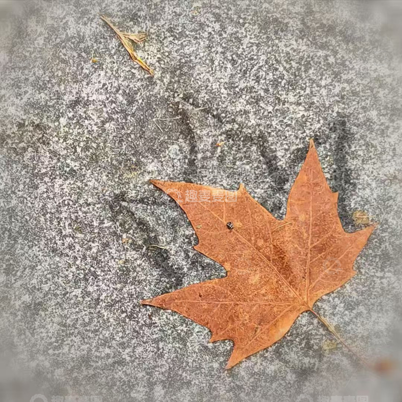 高清大图下载【趣麦麦图】秋天的第一片枫叶