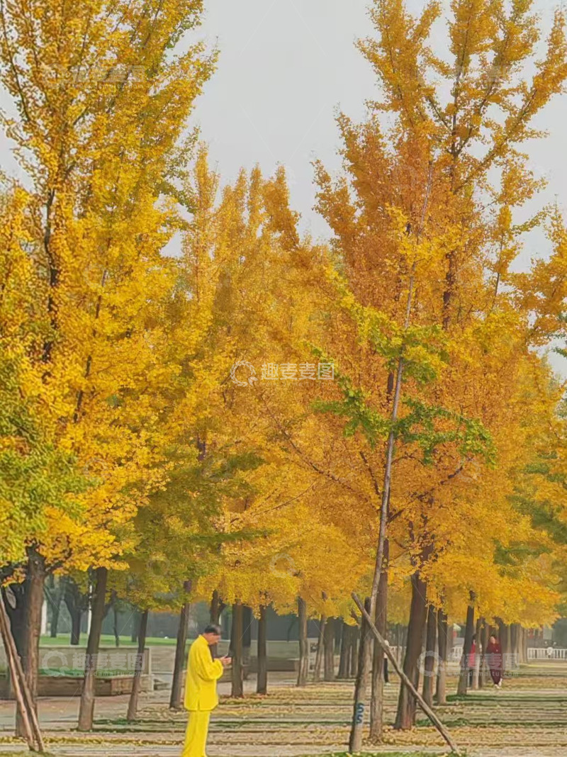 高清大图下载【趣麦麦图】秋天枫树枫叶图一片黄色治愈