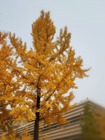 秋天枫树枫叶图一片黄色治愈