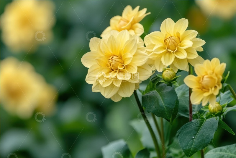 高清大图下载【趣麦麦图】盛开的黄色小花朵