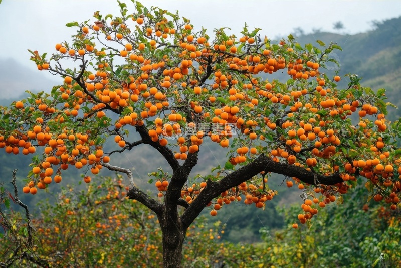 高清大图下载【趣麦麦图】一颗结满果实的柿子树