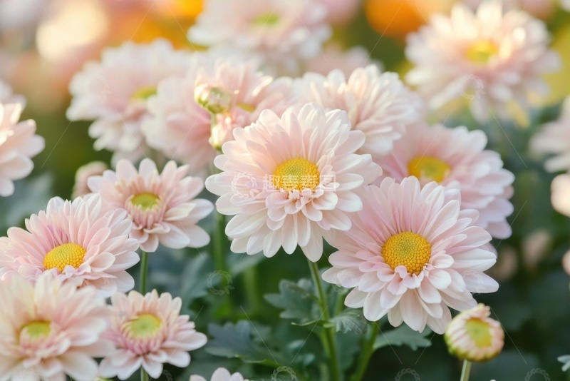 高清大图下载【趣麦麦图】-盛开的一簇菊花花丛