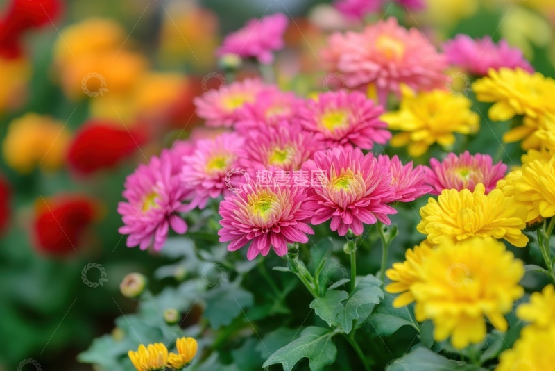 高清大图下载【趣麦麦图】盛开的美丽鲜花花丛