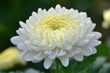 千瓣菊花花卉特写