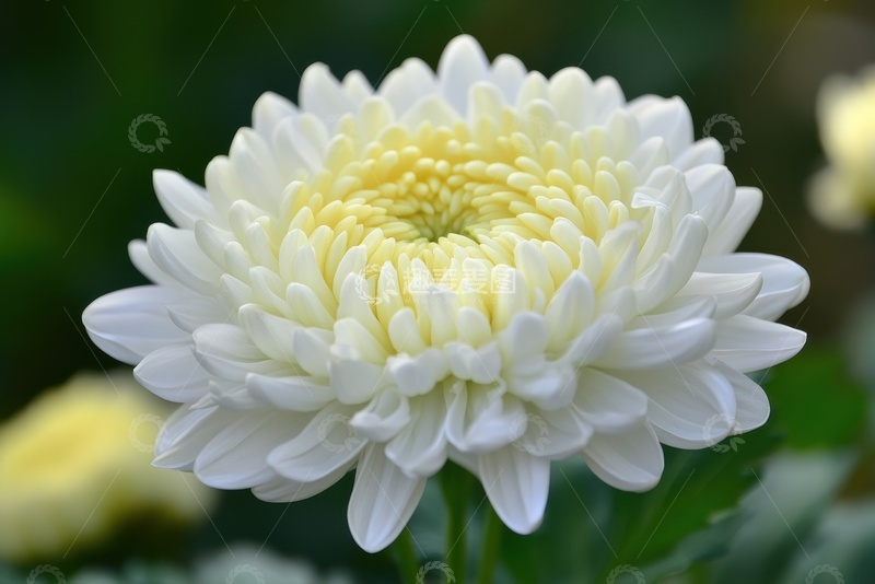 高清大图下载【趣麦麦图】千瓣菊花花卉特写