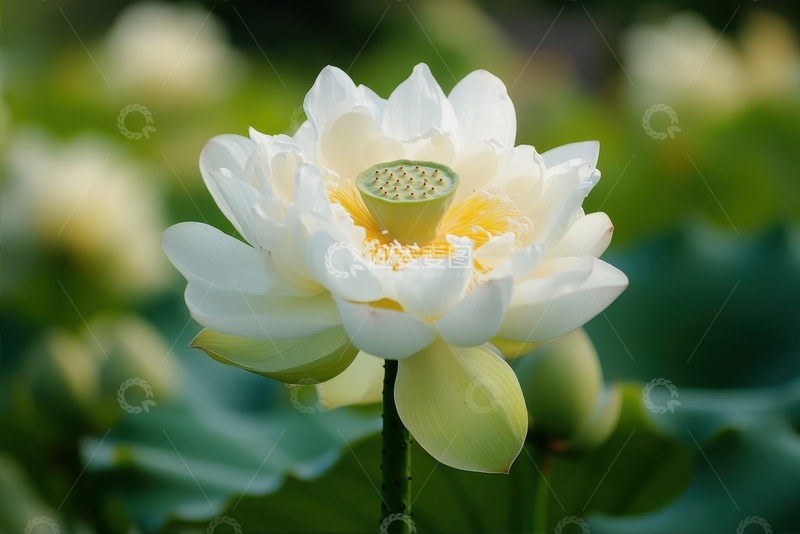 高清大图下载【趣麦麦图】白色莲花特写摄影