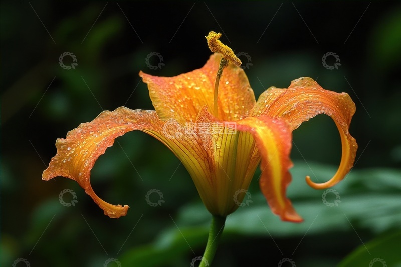 高清大图下载【趣麦麦图】盛开的鲜花特写摄影