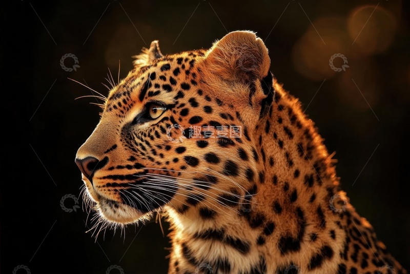 高清大图下载【趣麦麦图】一头花豹特写摄影