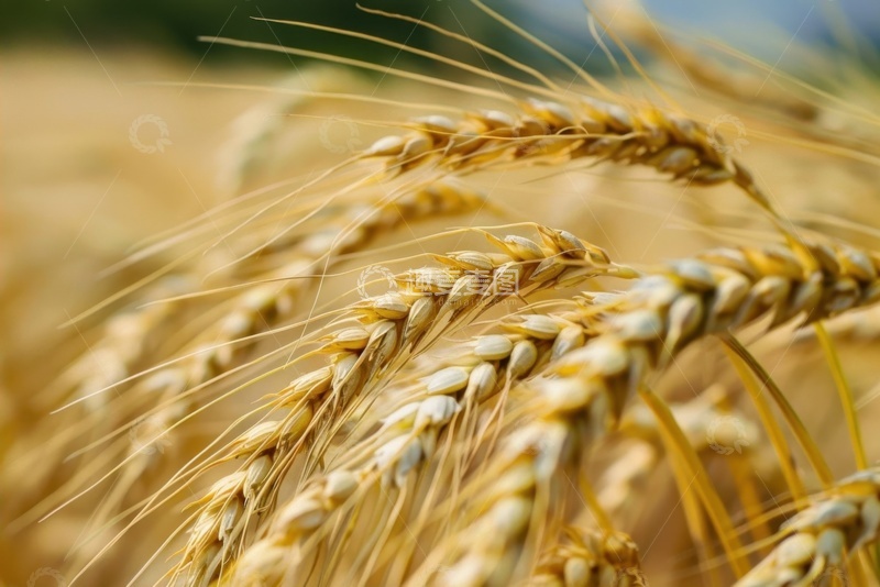 高清大图下载【趣麦麦图】金黄色的麦田田地