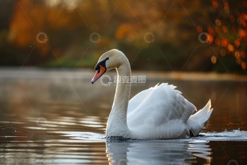 高清大图下载【趣麦麦图】湖里游水的白天鹅