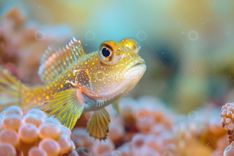 高清大图下载【趣麦麦图】鱼缸里的一条鱼