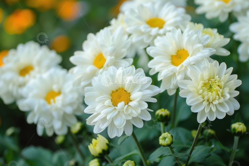 高清大图下载【趣麦麦图】一簇盛开的白色菊花花簇