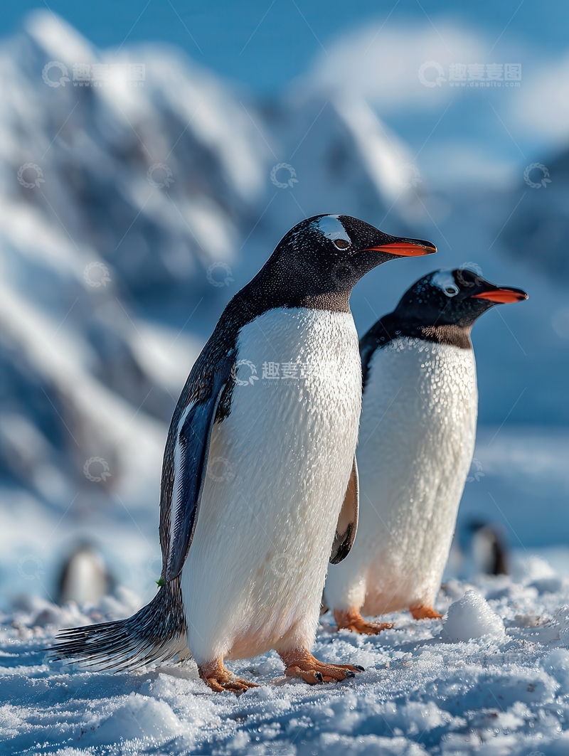 高清大图下载【趣麦麦图】企鹅  呆萌  憨厚  