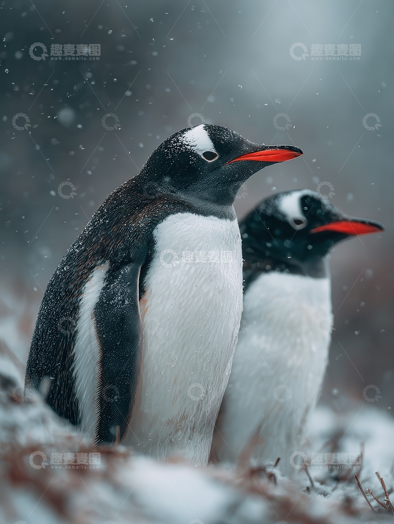 高清大图下载【趣麦麦图】企鹅  憨厚  归巢  