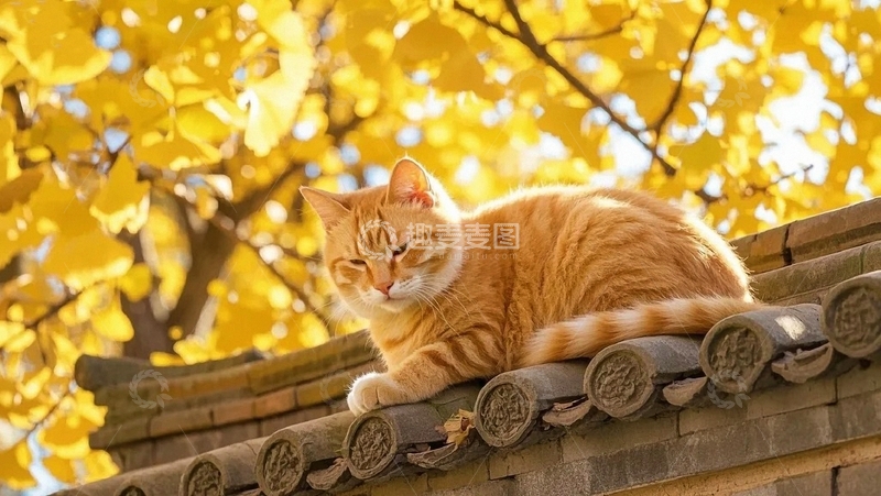 高清大图下载【趣麦麦图】秋天的风景和小猫1