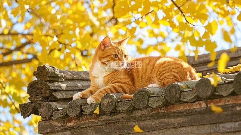 高清大图下载【趣麦麦图】秋天的风景和小猫4