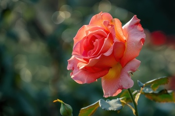 一朵月季花特写摄影