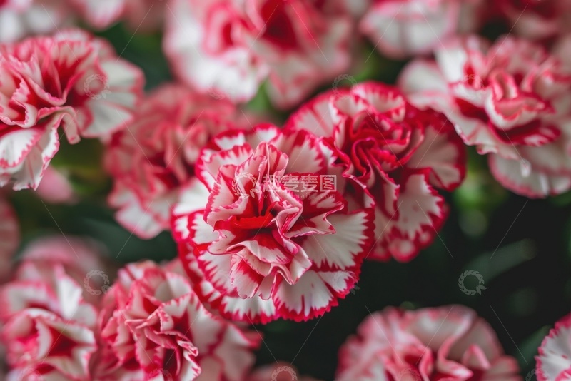 高清大图下载【趣麦麦图】康乃馨花束花丛