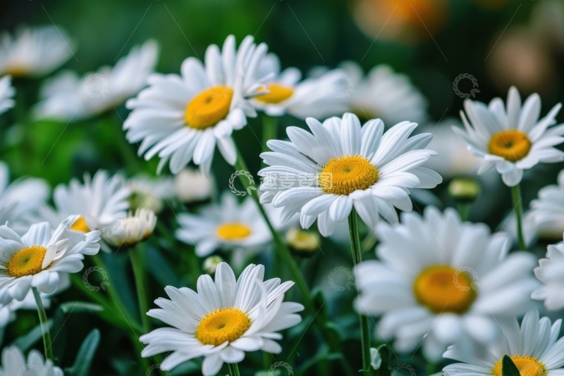 高清大图下载【趣麦麦图】盛开的白色小雏菊花丛