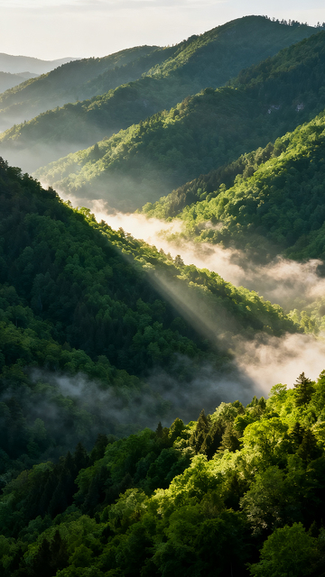 高山 森林 云雾