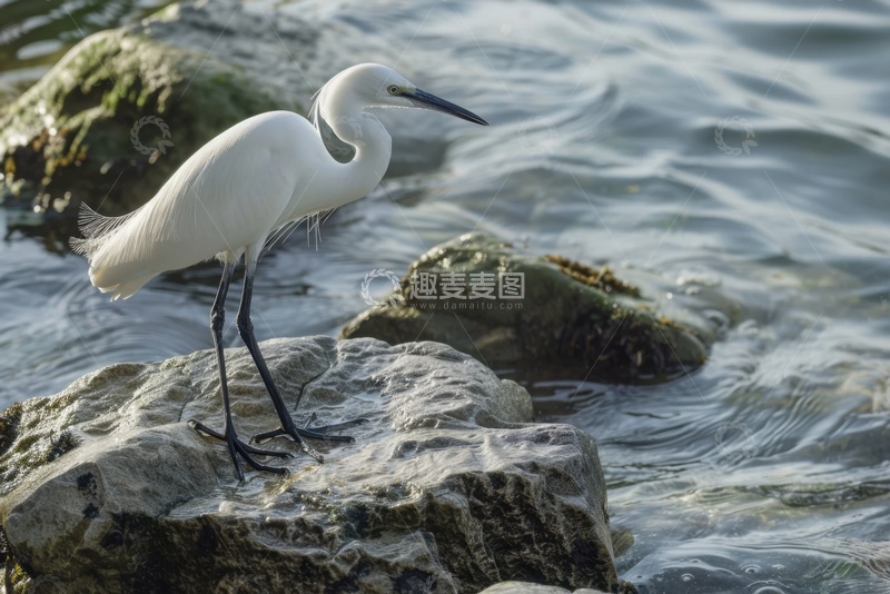 高清大图下载【趣麦麦图】站在河边石头上的白鹭