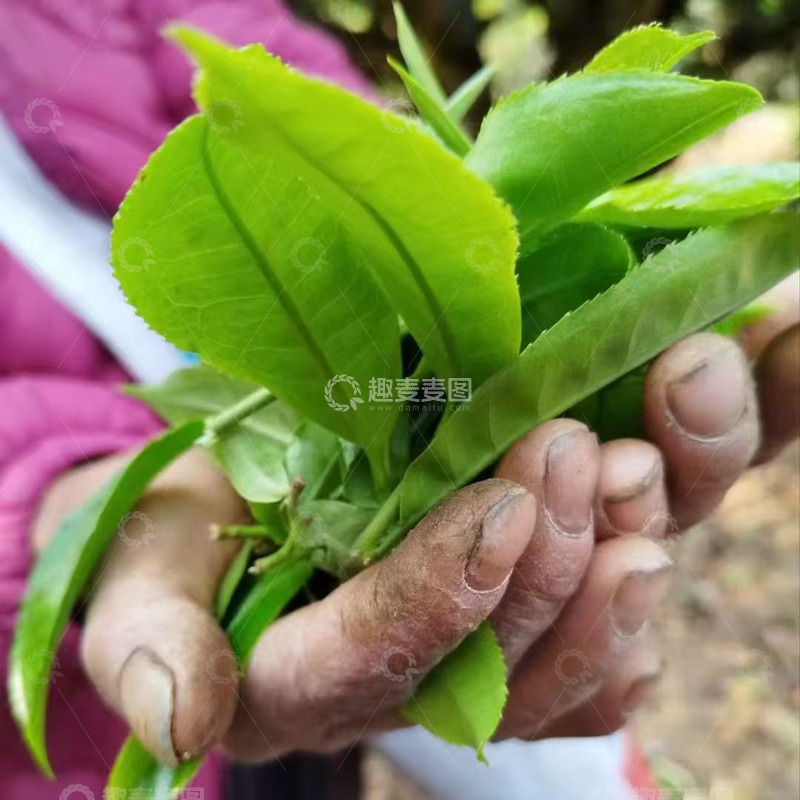 高清大图下载【趣麦麦图】苍老的手手捧茶叶图茶叶电商