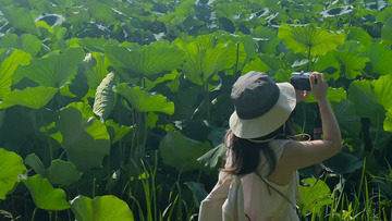 荷花池摄影夏天