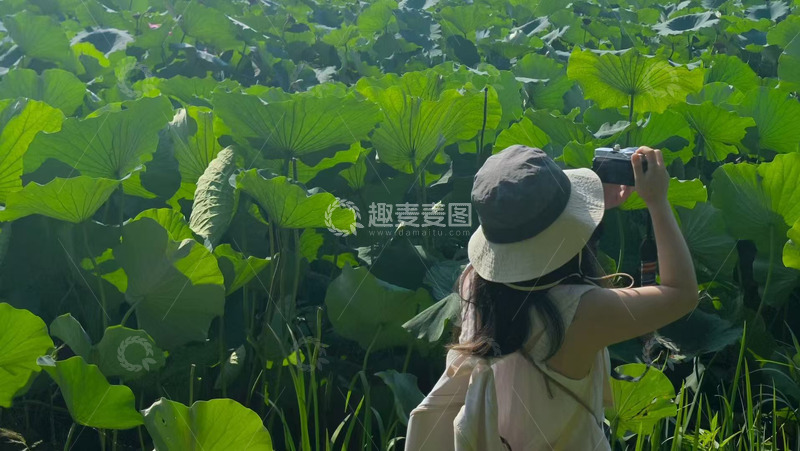 高清大图下载【趣麦麦图】荷花池摄影夏天