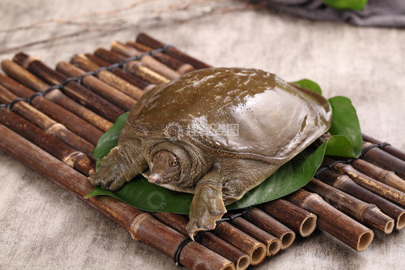 高清大图下载【趣麦麦图】竹排上的大甲鱼