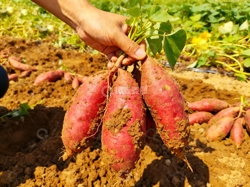 高清大图下载【趣麦麦图】田间手采新鲜红薯