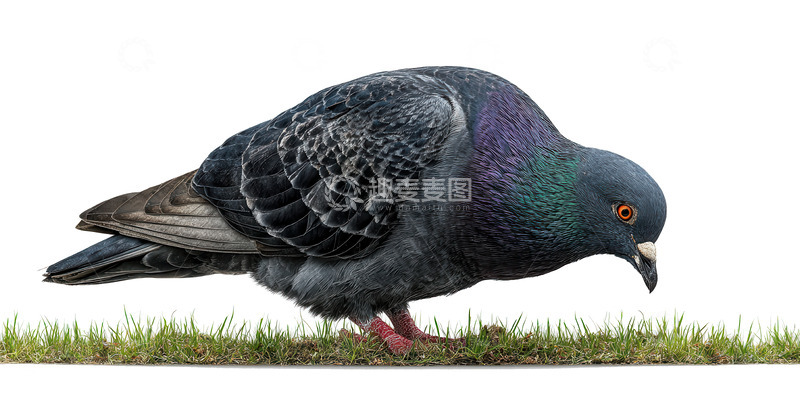 高清大图下载【趣麦麦图】鸽子  温顺  平和 