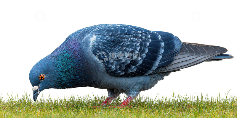 高清大图下载【趣麦麦图】鸽子  和平 温顺 