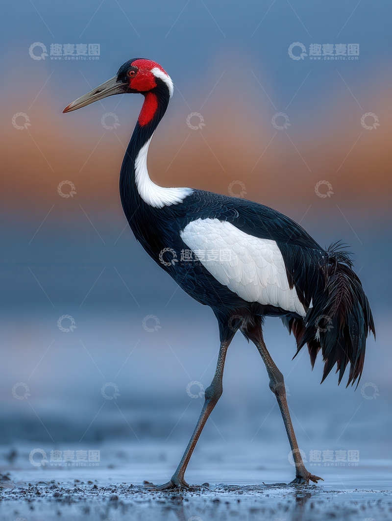 高清大图下载【趣麦麦图】-鹤  仙禽 亭立 