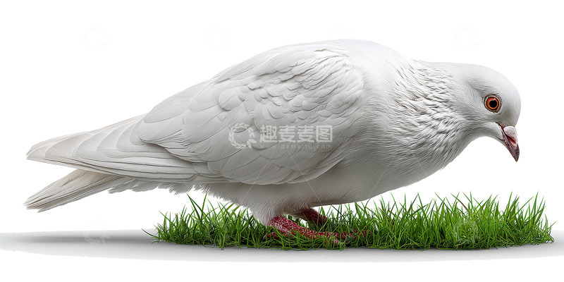 高清大图下载【趣麦麦图】鸽子  咕鸣  和平 