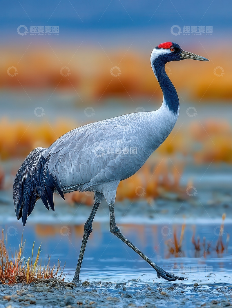 高清大图下载【趣麦麦图】鹤  优雅   清雅 