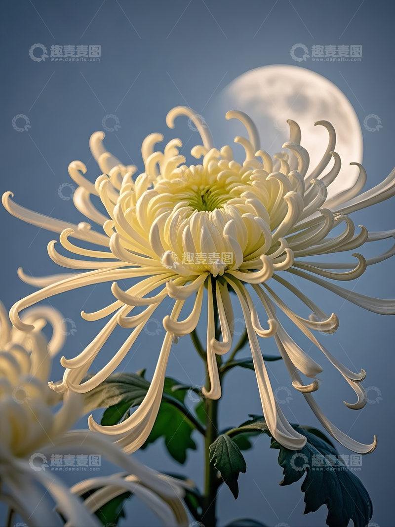 高清大图下载【趣麦麦图】月下白色菊花绽放