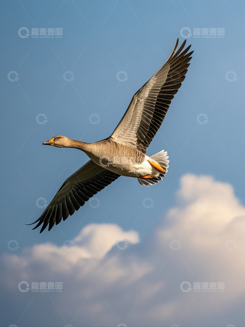 高清大图下载【趣麦麦图】-大雁在蓝天中飞翔