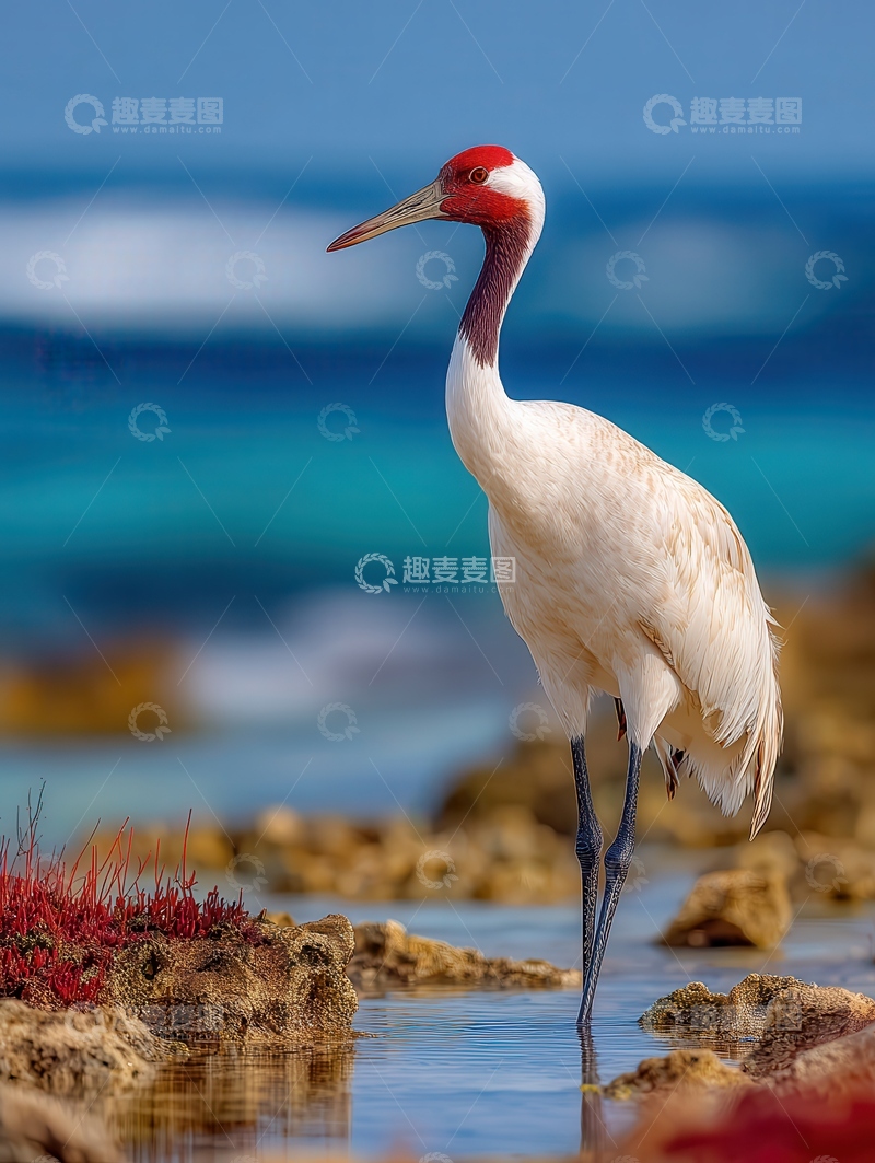 高清大图下载【趣麦麦图】鹤  仙禽  飘逸