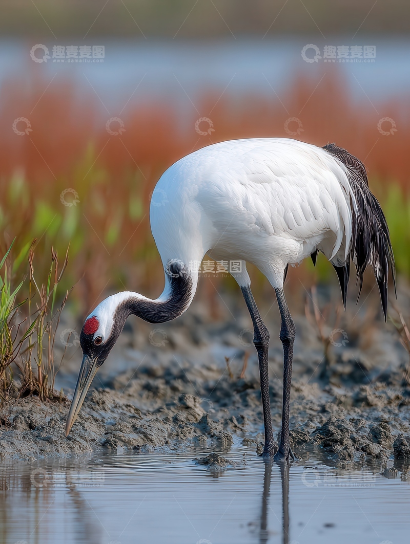 高清大图下载【趣麦麦图】-鹤  清雅  高洁 