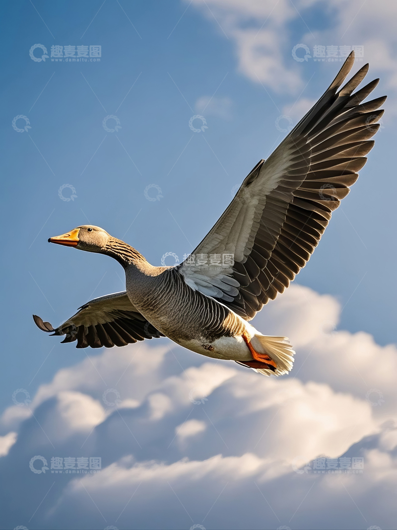 高清大图下载【趣麦麦图】-飞翔的大雁在蓝天中