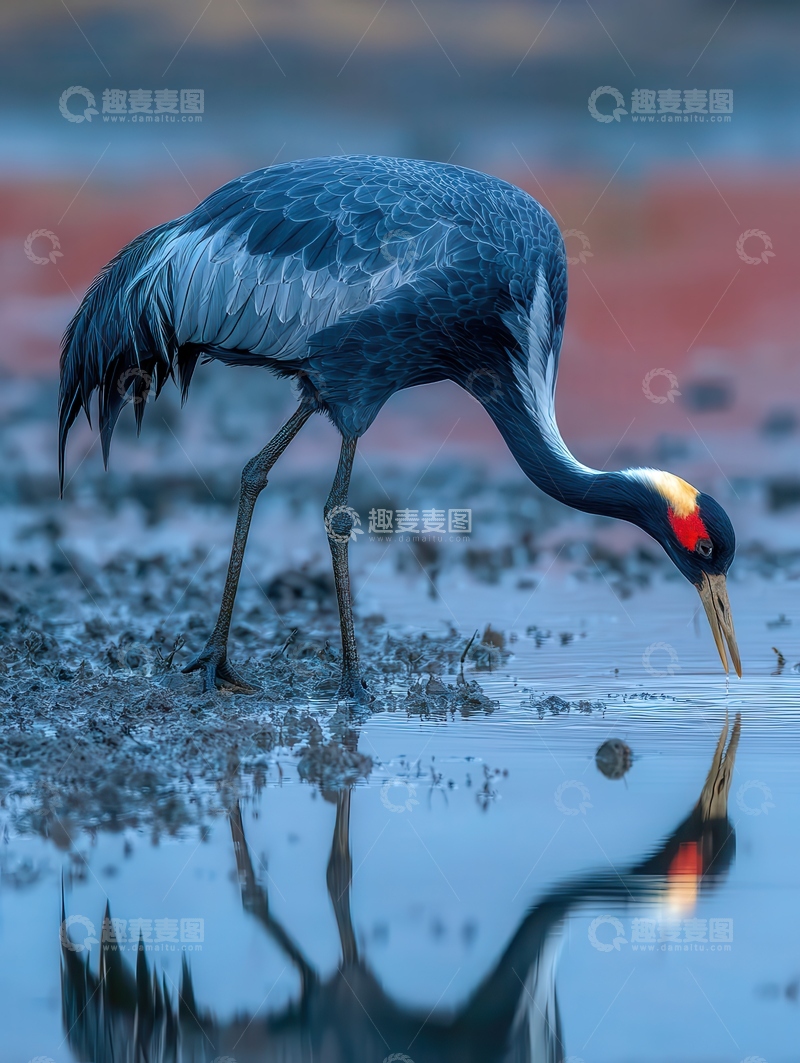 高清大图下载【趣麦麦图】鹤  高洁  优雅 