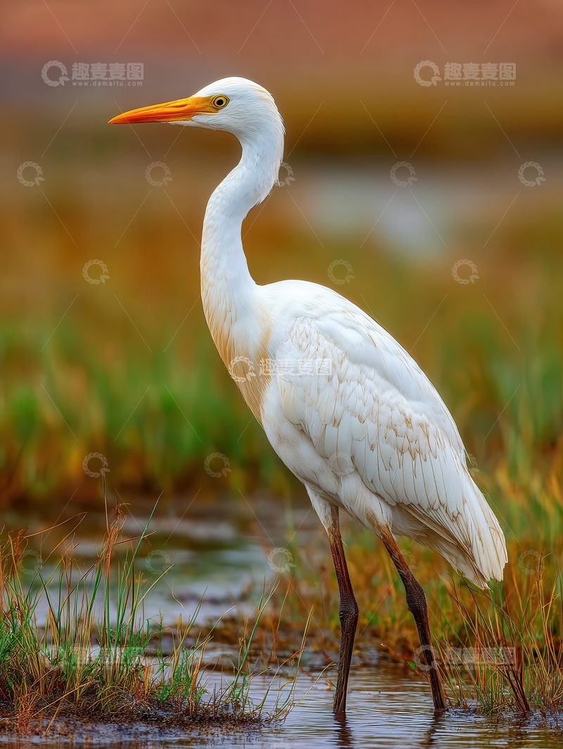 高清大图下载【趣麦麦图】-鹤  仙禽  清雅 