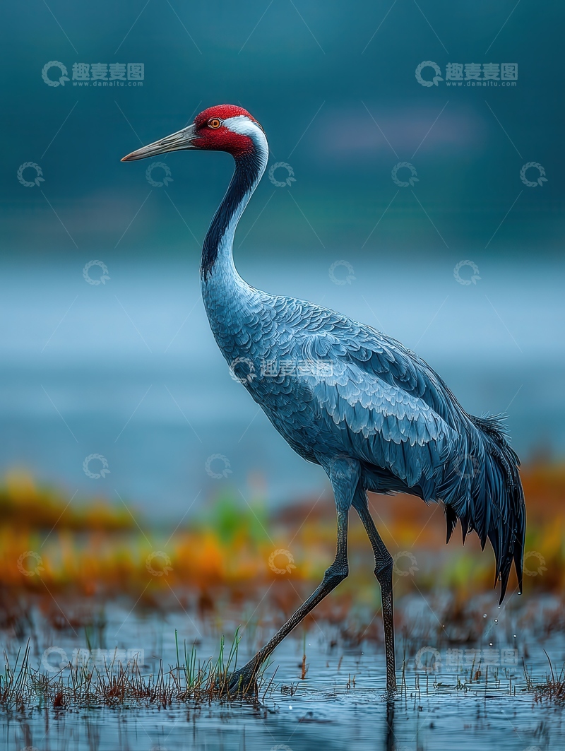 高清大图下载【趣麦麦图】-鹤  飘逸  高洁 