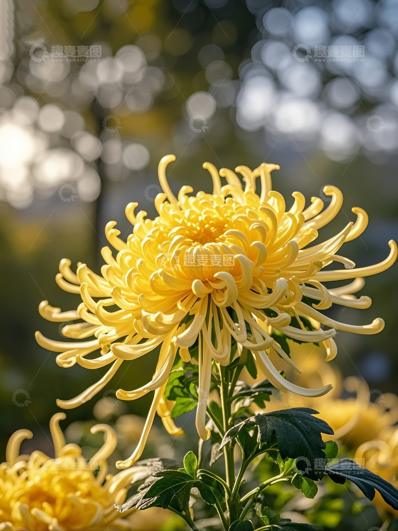 高清大图下载【趣麦麦图】秋日盛开的黄色菊花特写