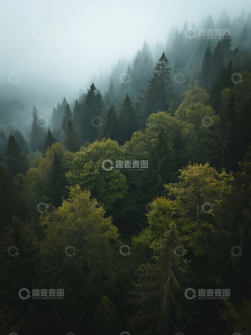 高清大图下载【趣麦麦图】俯瞰茂密松树林