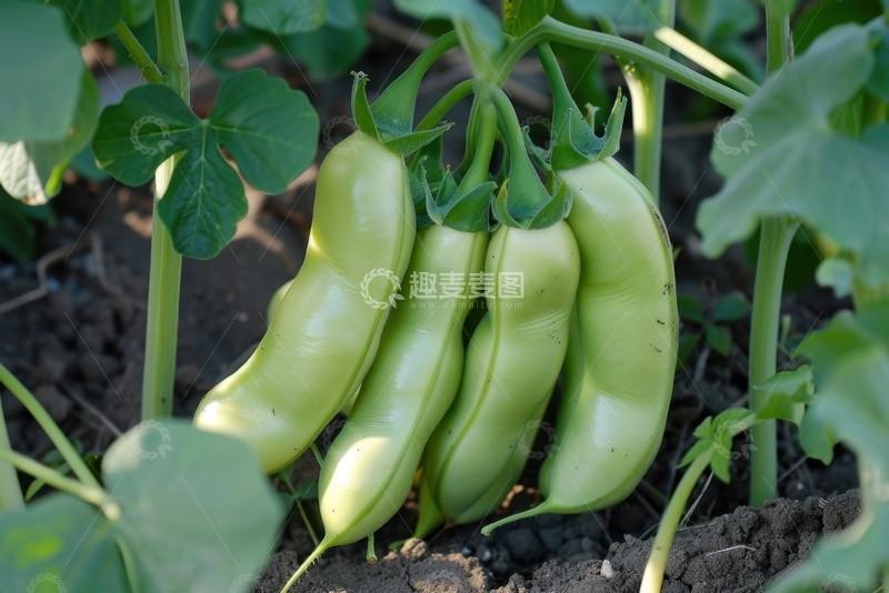 高清大图下载【趣麦麦图】在田地里生长的绿色豌豆荚